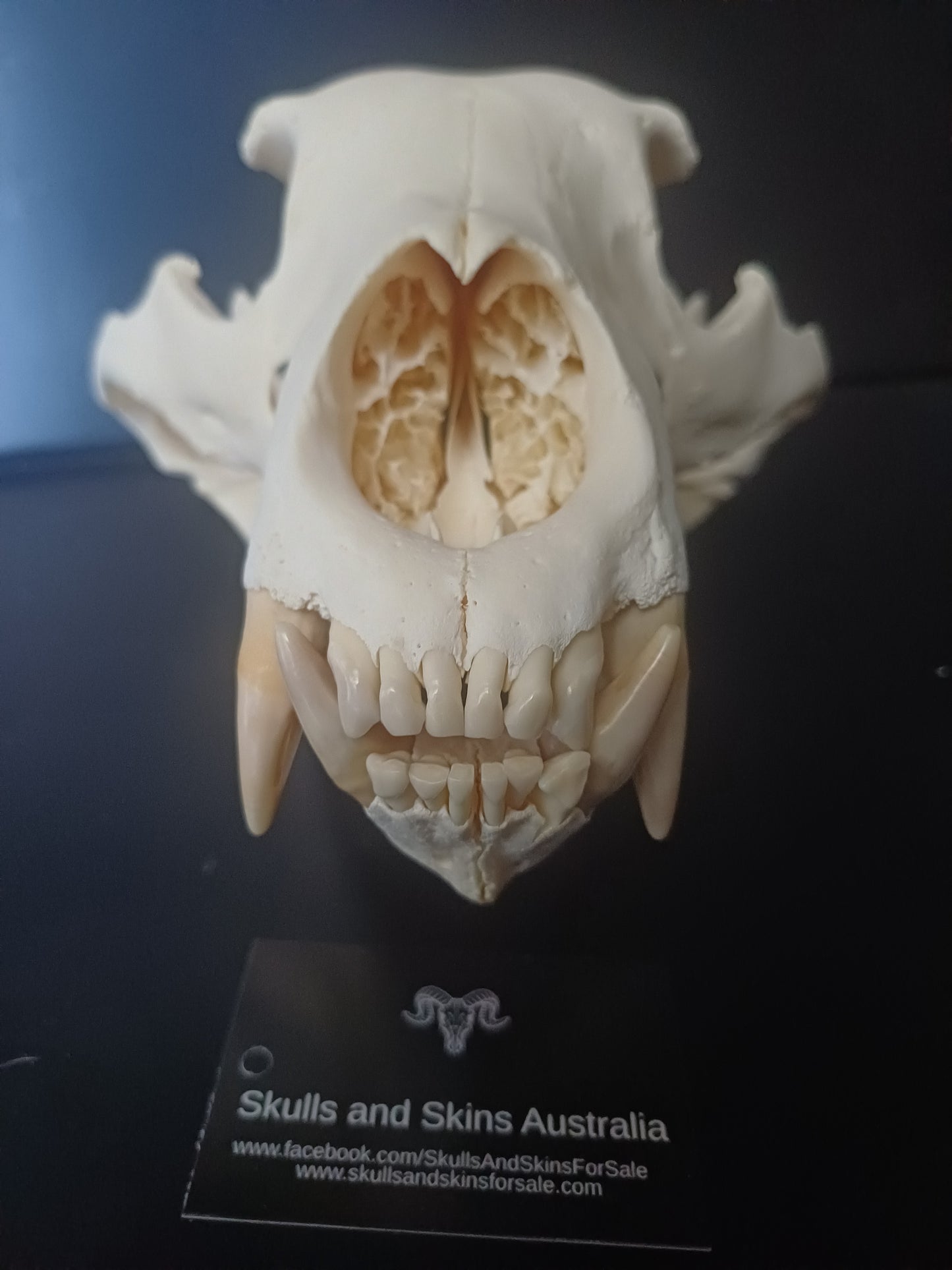XL Black Bear skull