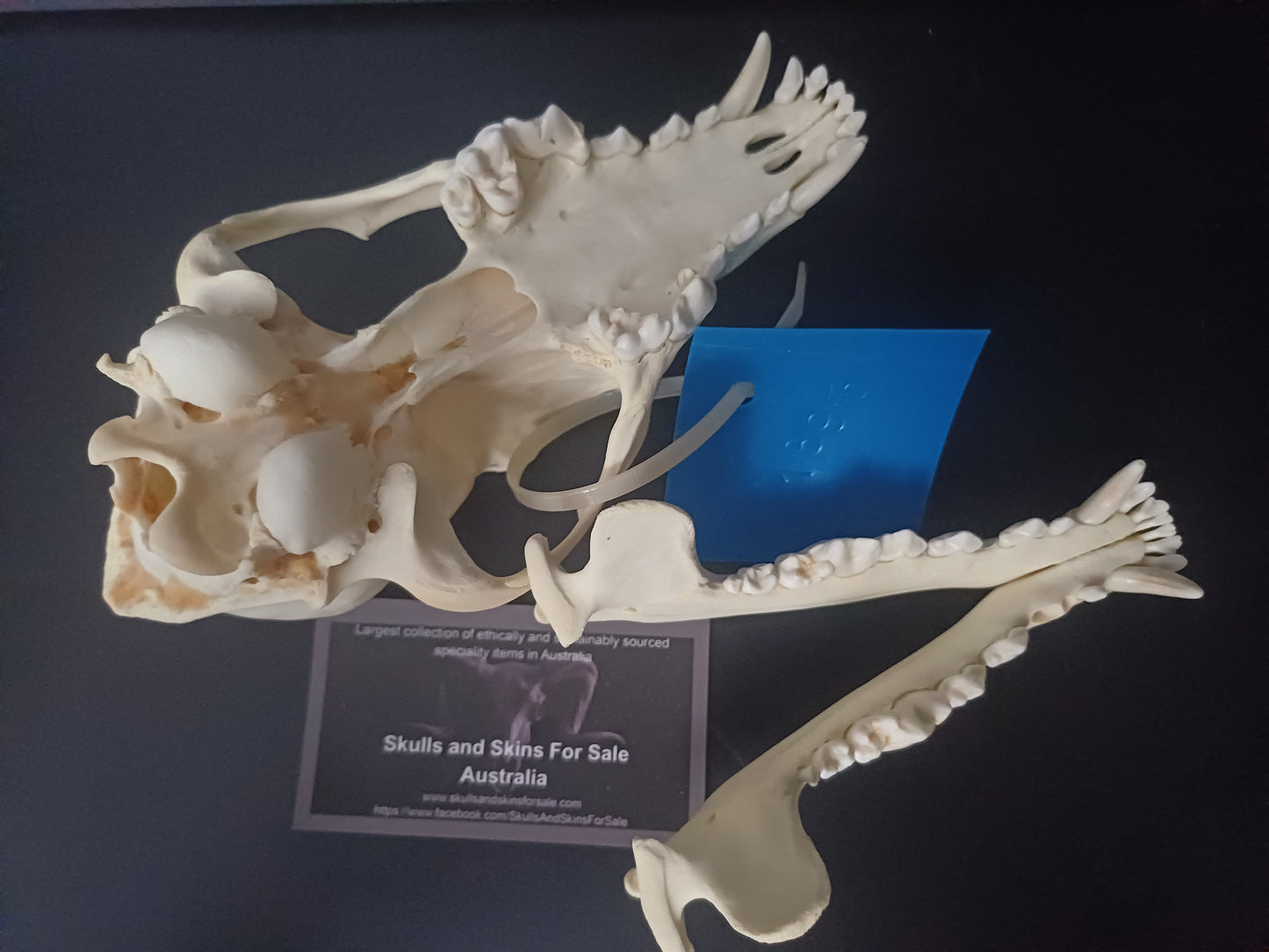 Coyote Skull