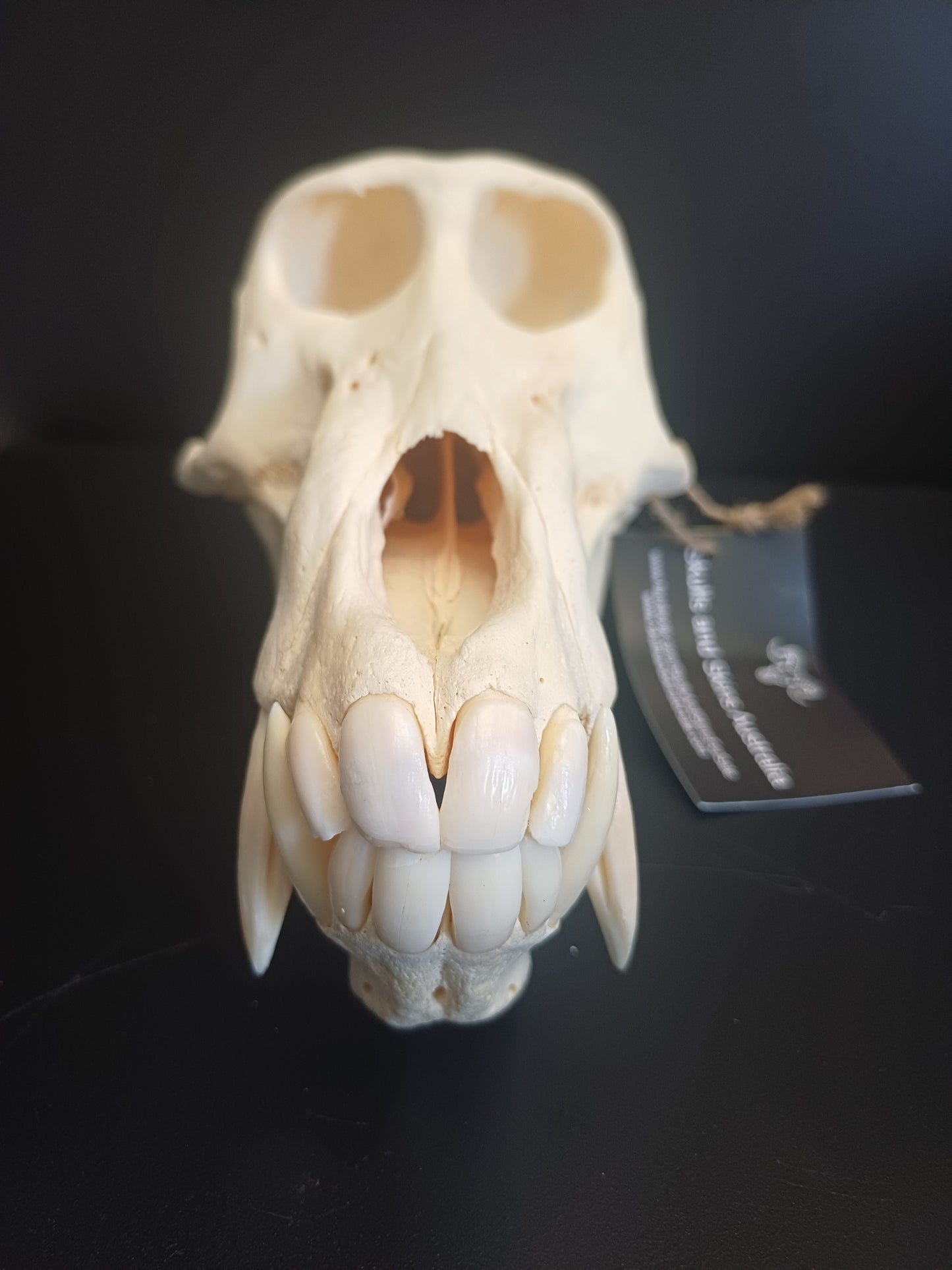Chachma Baboon skull - male CITES