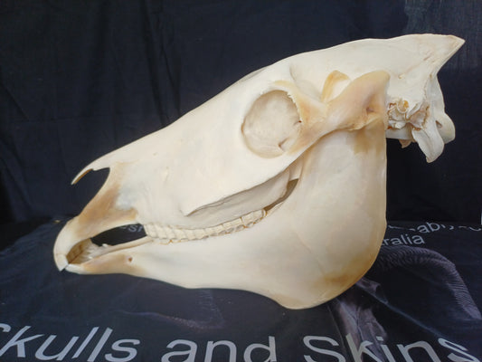 Large Zebra skull