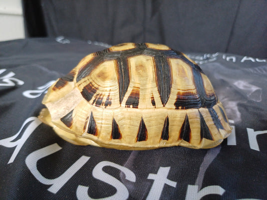 Angulate tortoise shell (CITES)