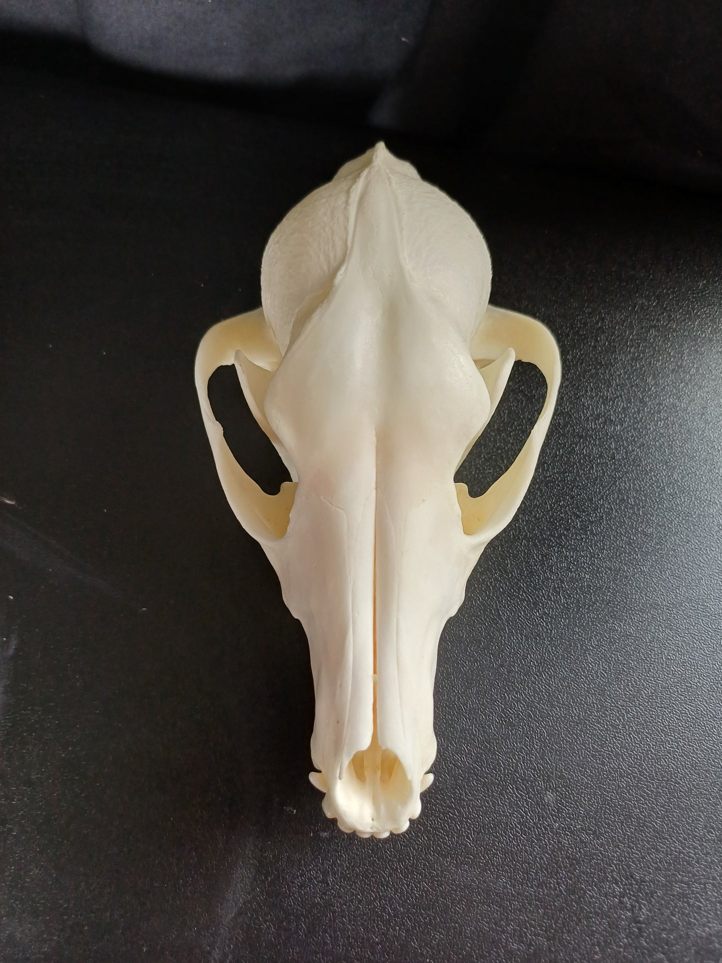 Black Backed Jackal Skull