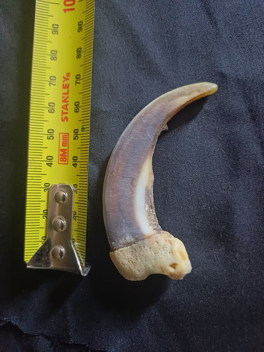 XL Grizzly bear claw