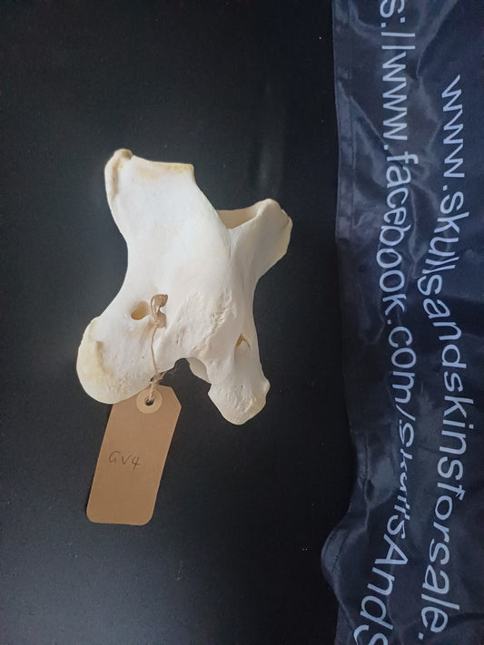 Giraffe Vertebrae (CITES permit inc)