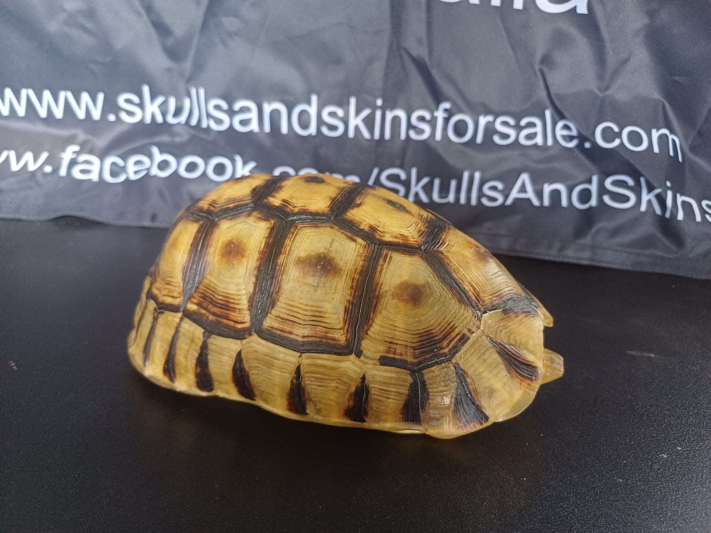 Angulate tortoise shell (CITES)