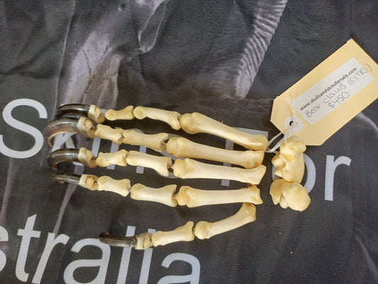 Black Bear articulated paw (CITES)