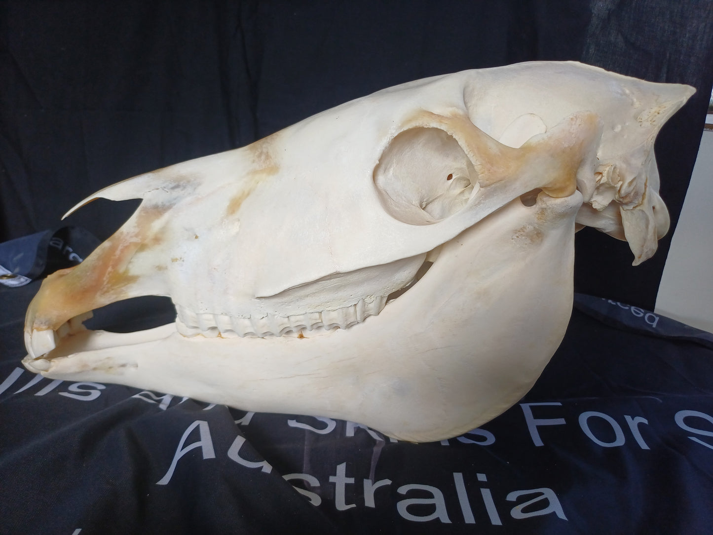 Zebra skull