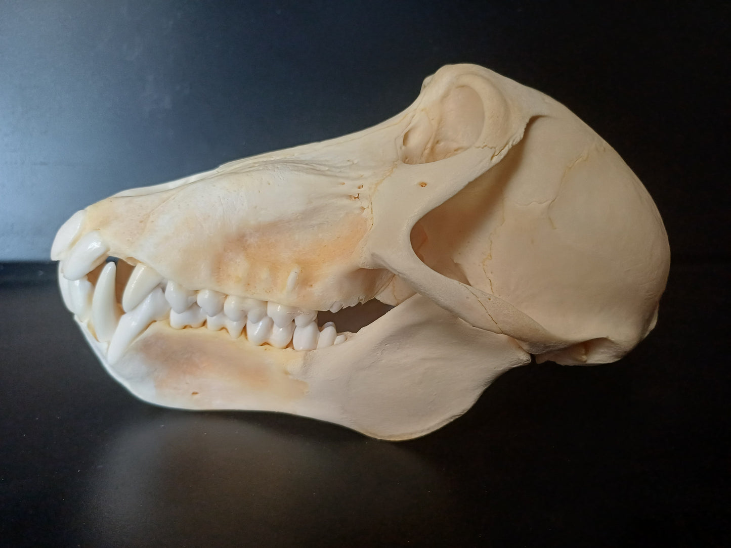 Chacma Baboon skull - female CITES