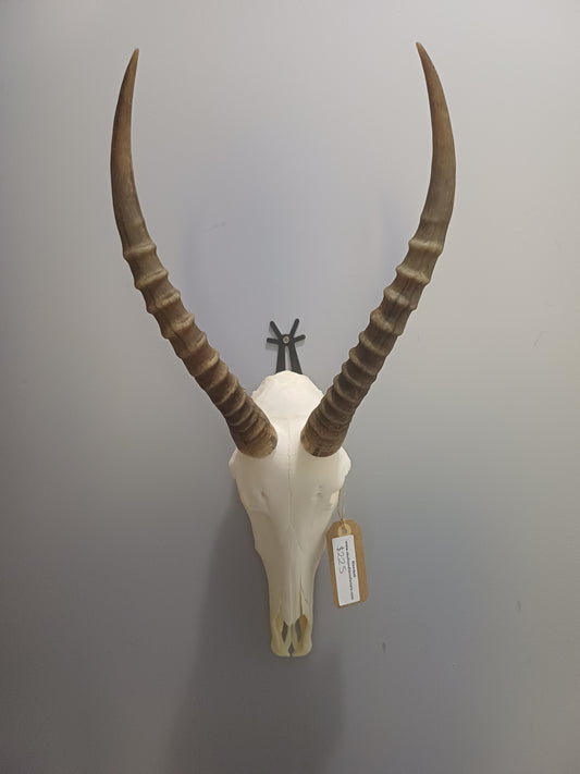 Blesbok skull