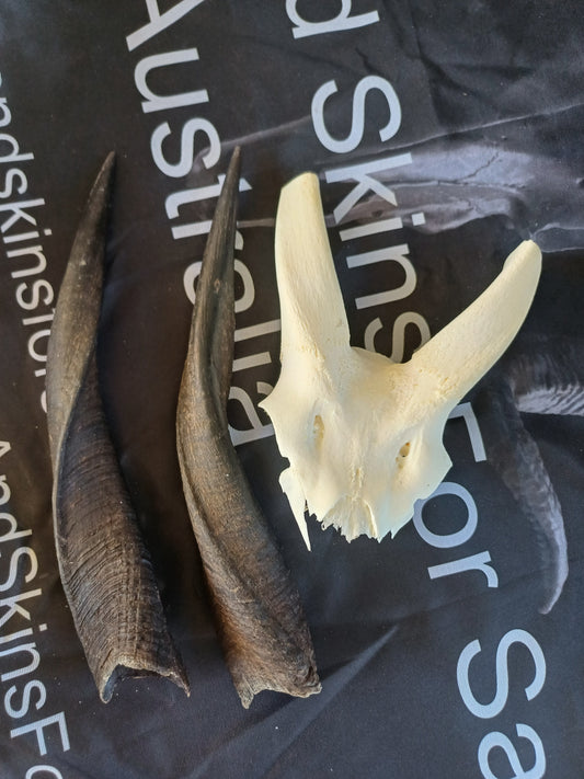 Bushbuck skull cap