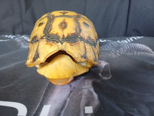 Large Angulate tortoise shell (CITES)