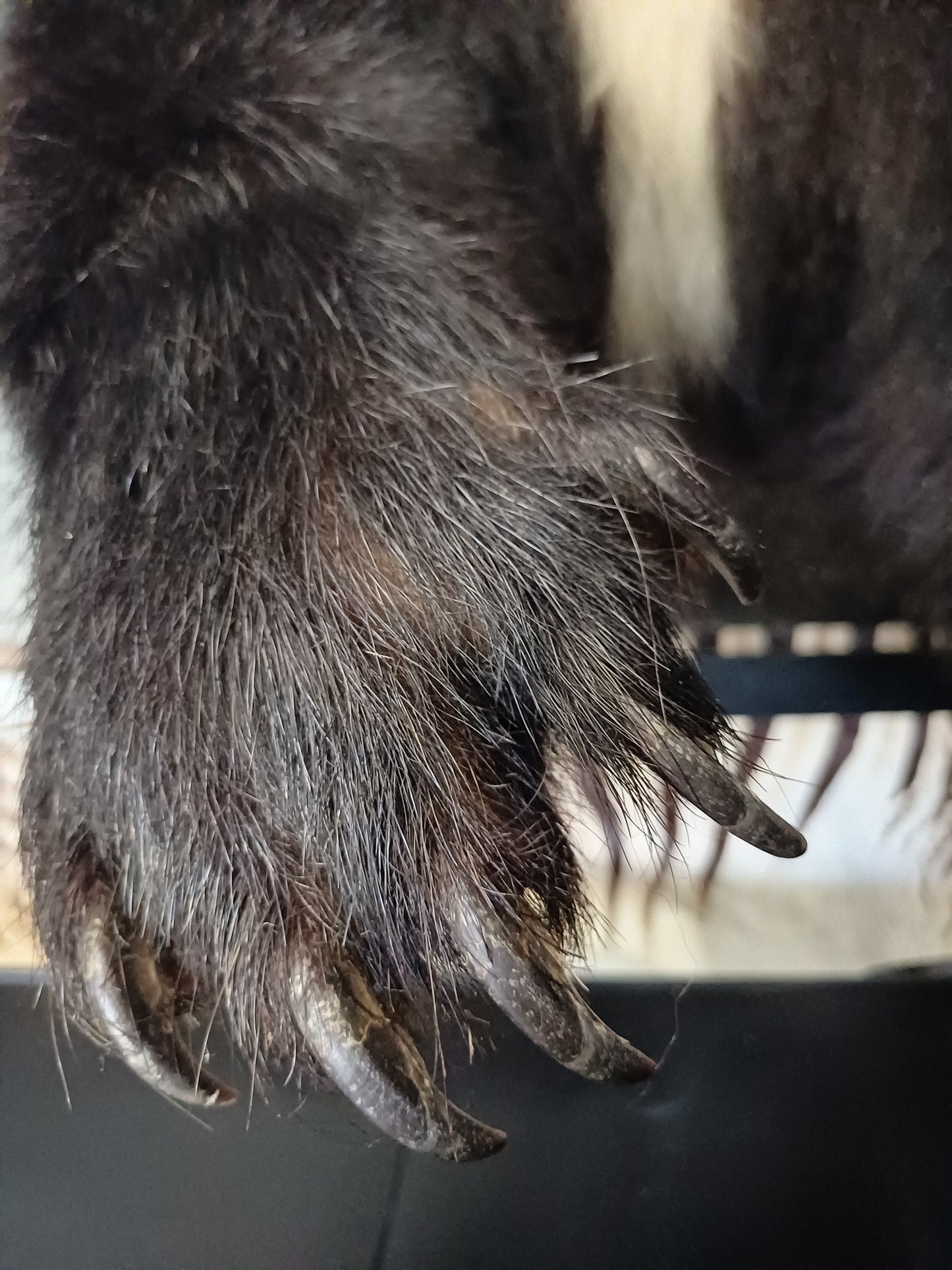 Black bear taxidermy half mount