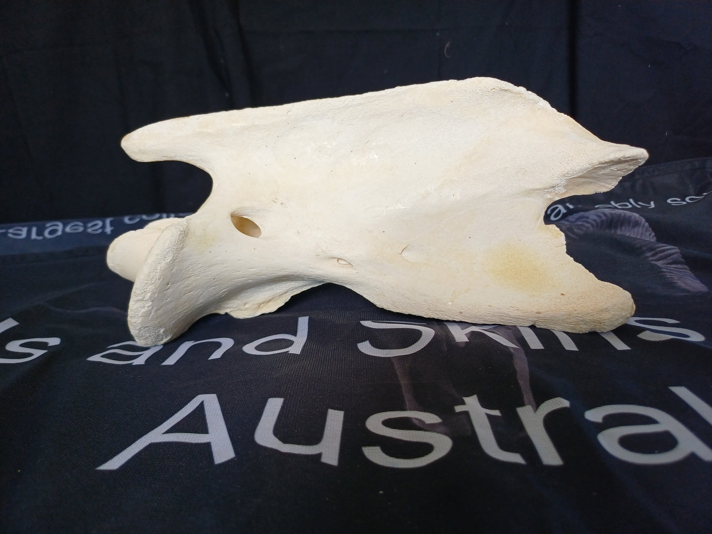 XL Giraffe Vertebrae (CITES permit inc)