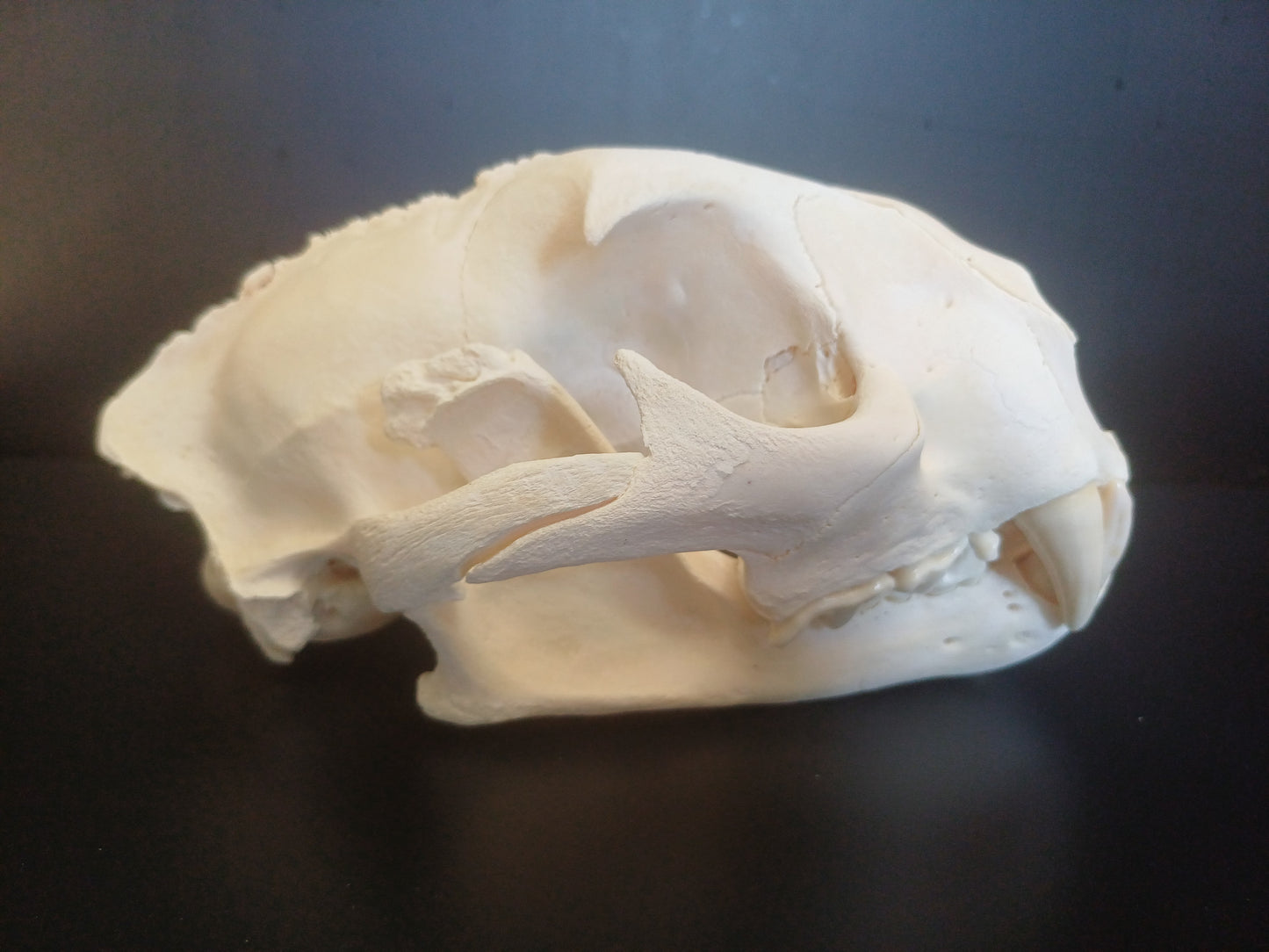 Cougar Skull