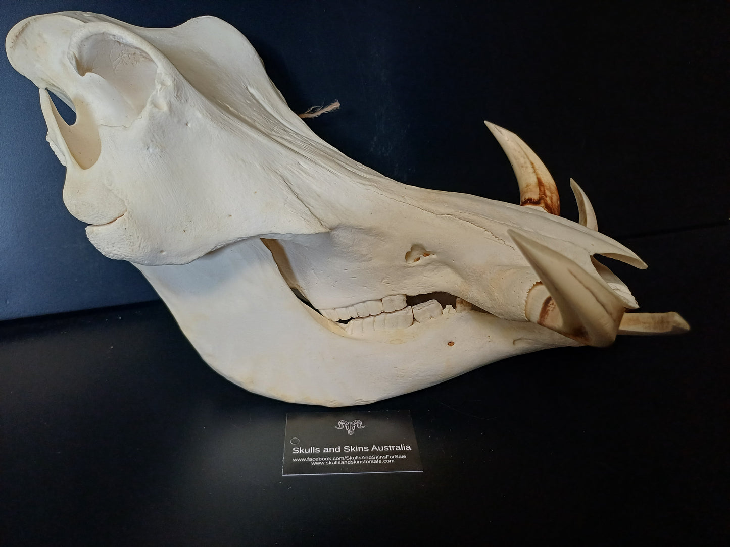 Large Warthog skull