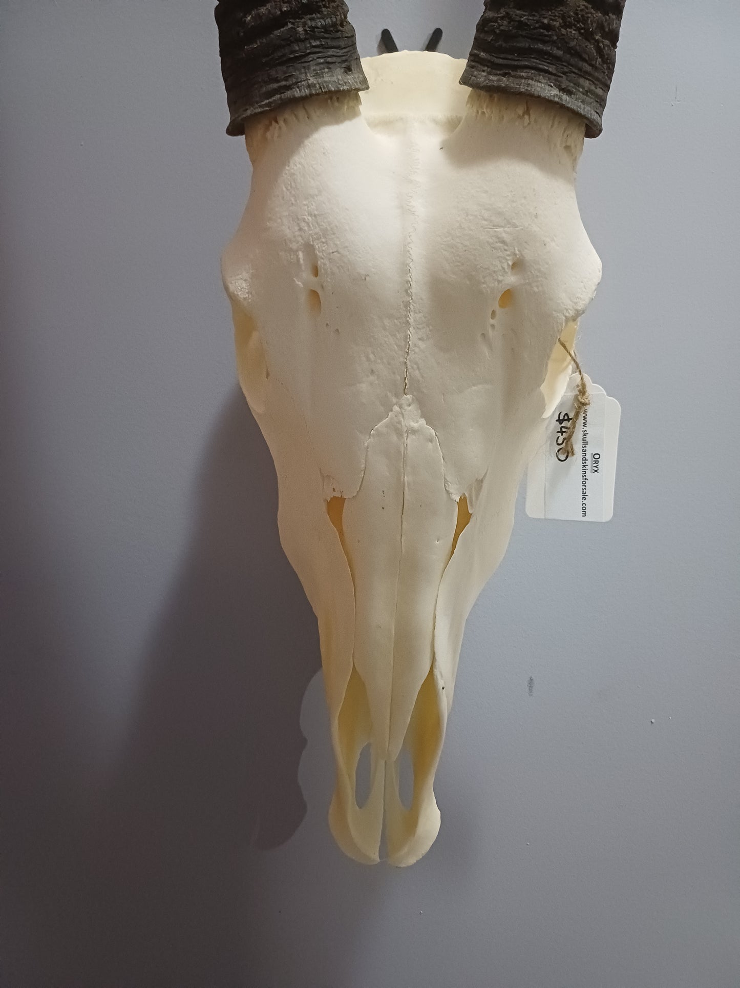 Oryx / Gemsbok skull