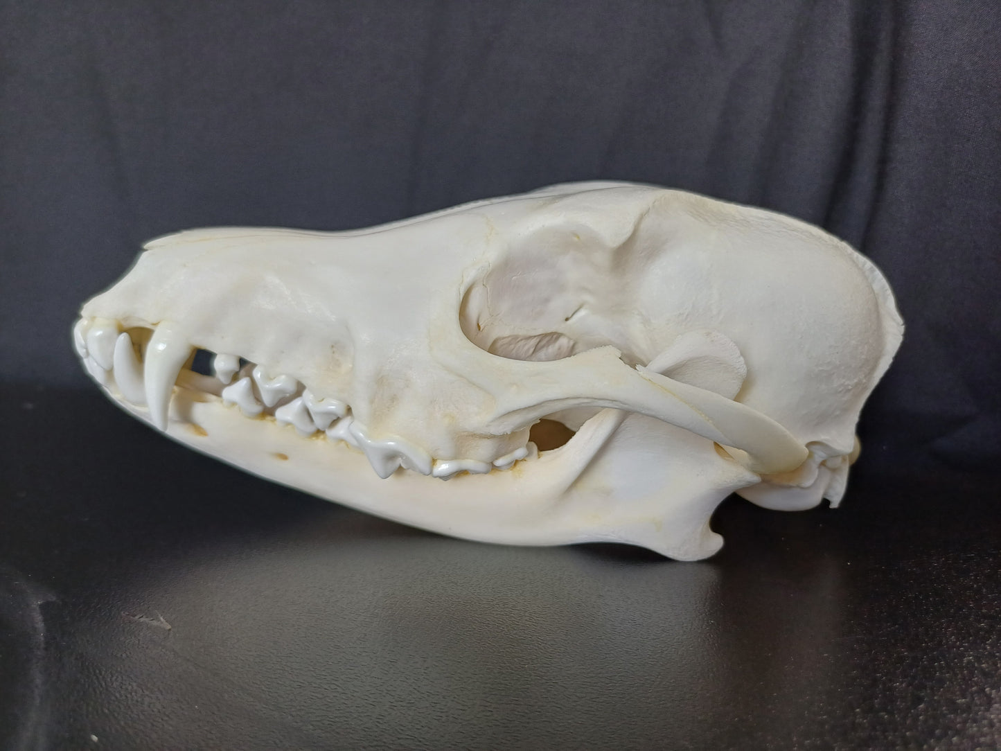 Large Black Backed Jackal Skull