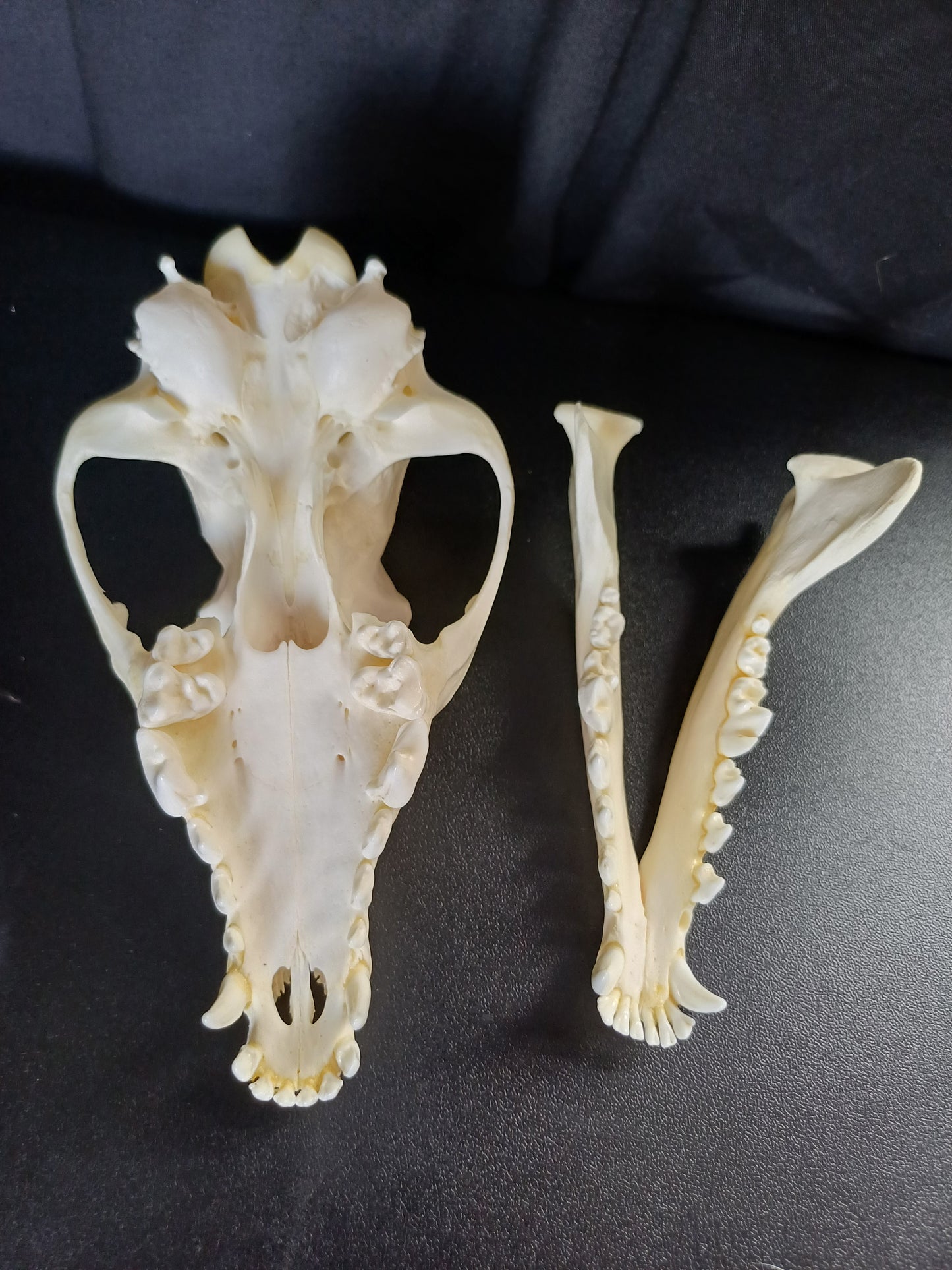 Large Black Backed Jackal Skull