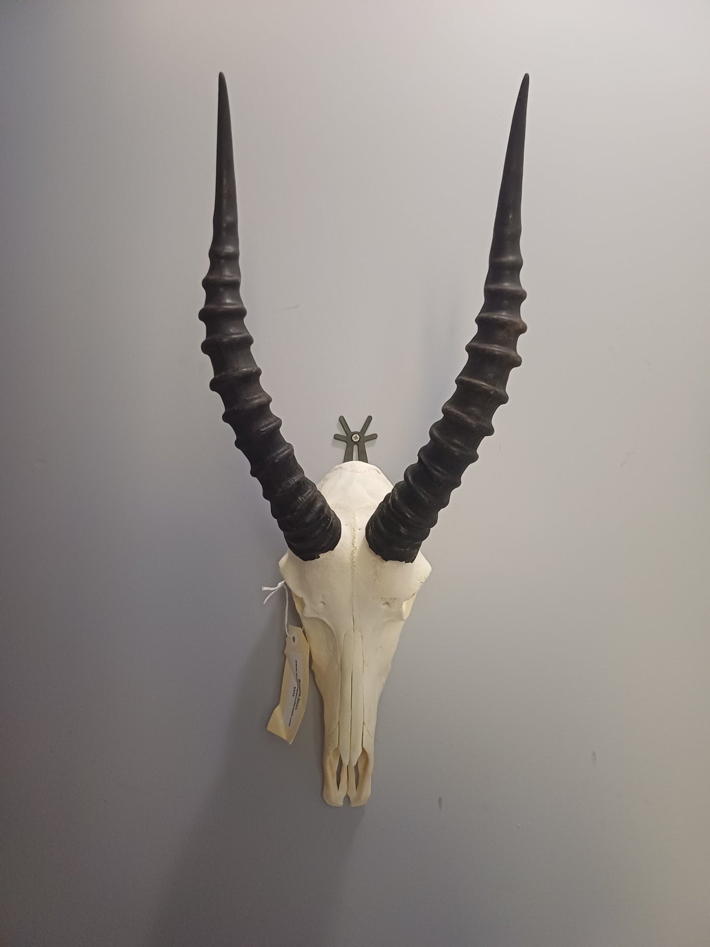 Blesbok skull