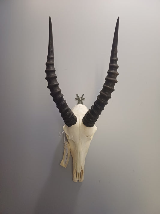 Blesbok skull