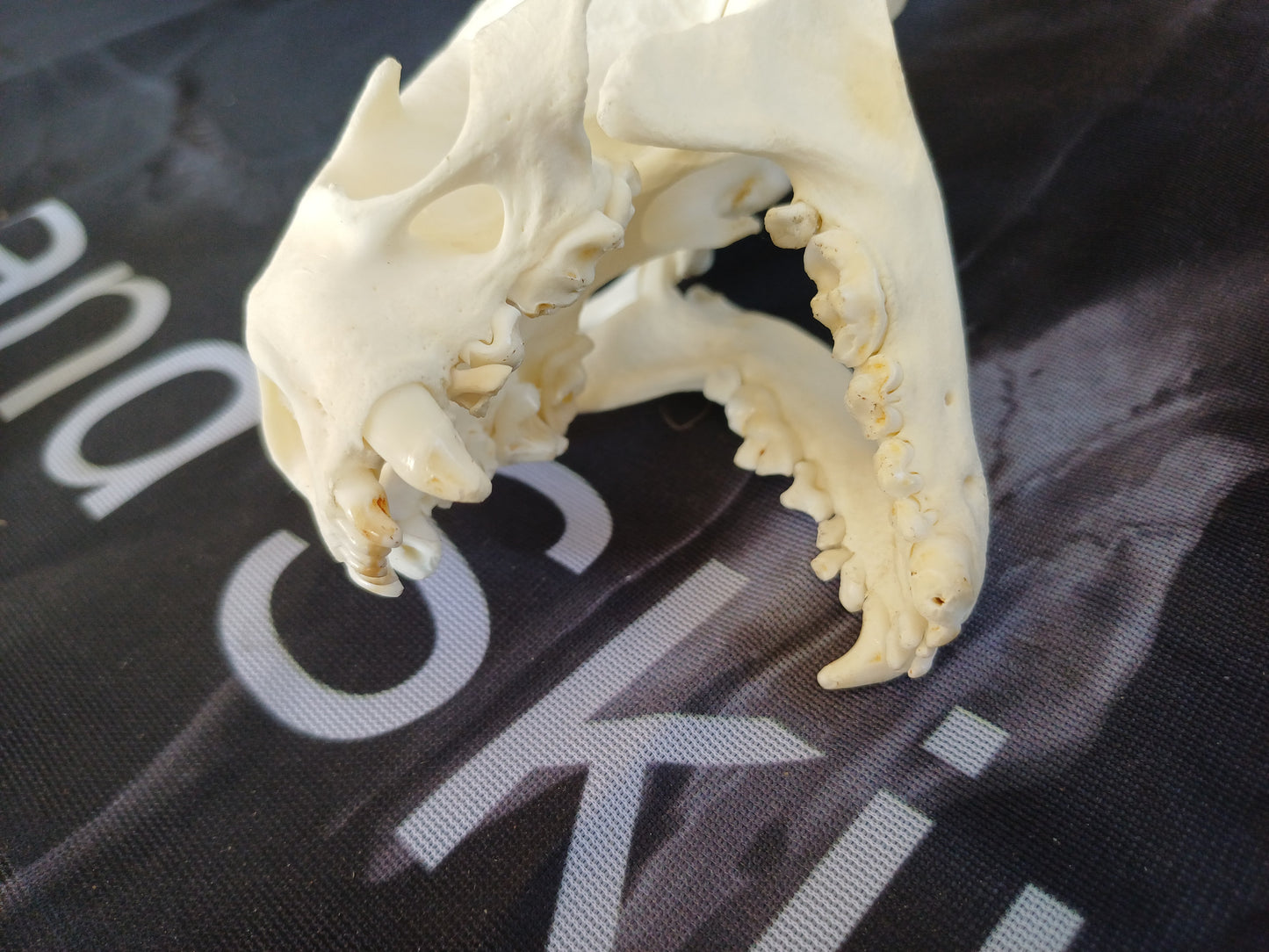 North American River Otter Skull (CITES)