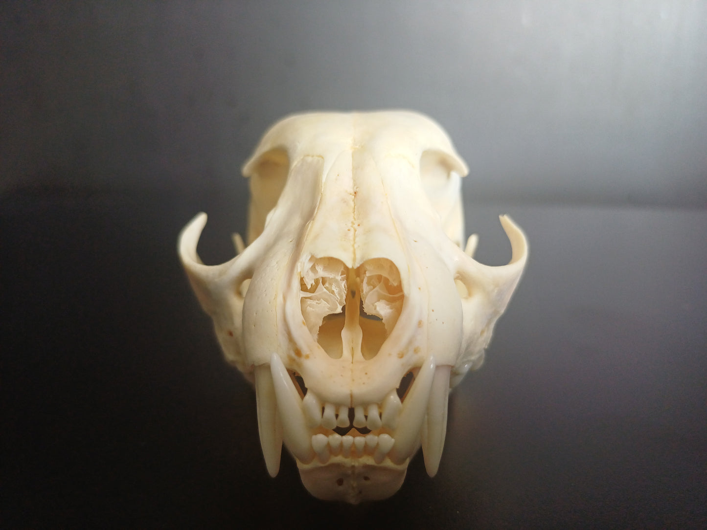 Lynx skull