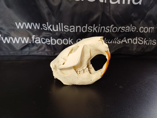 Beaver Skull