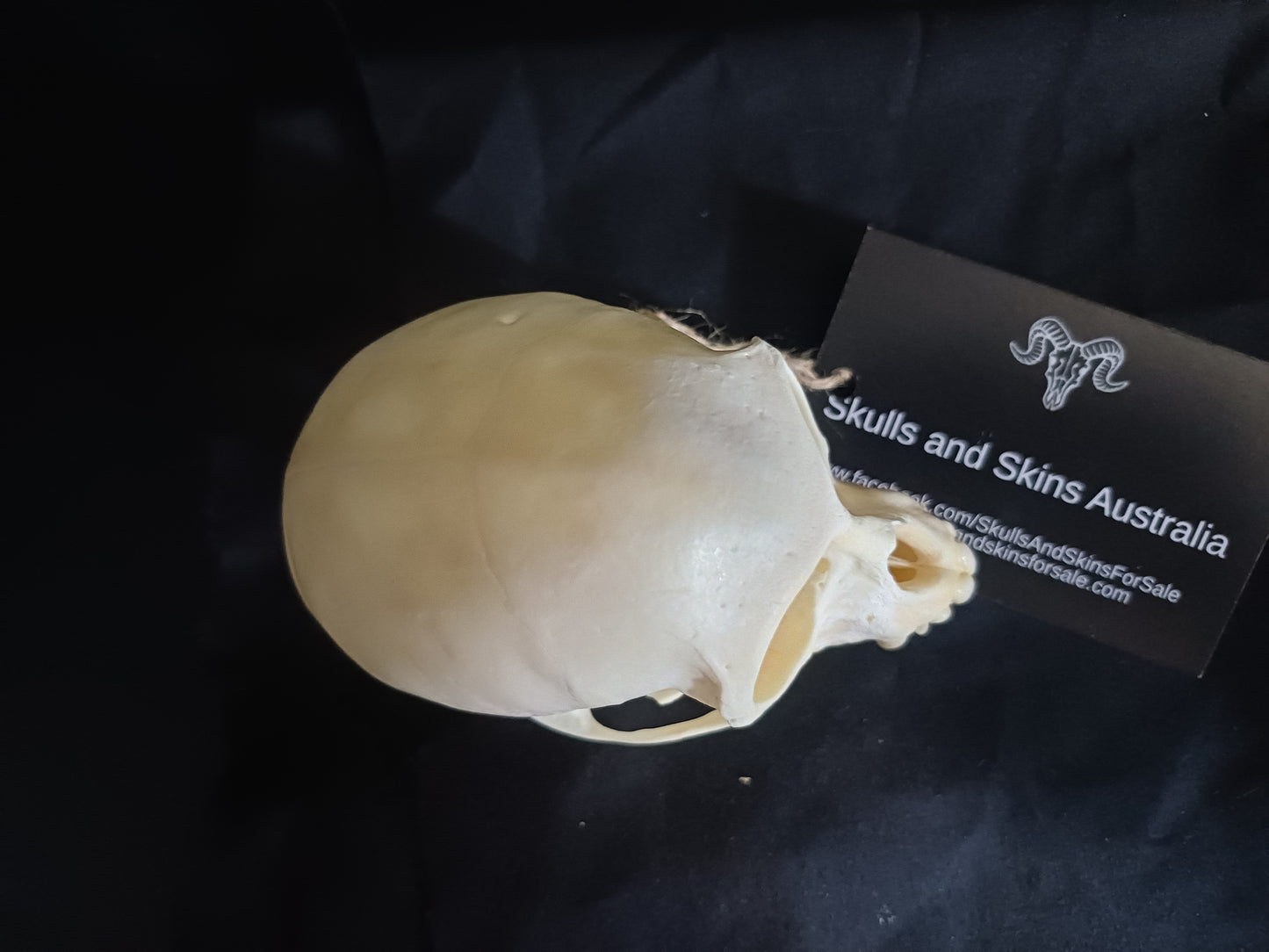 Vervet Monkey Skull - Male