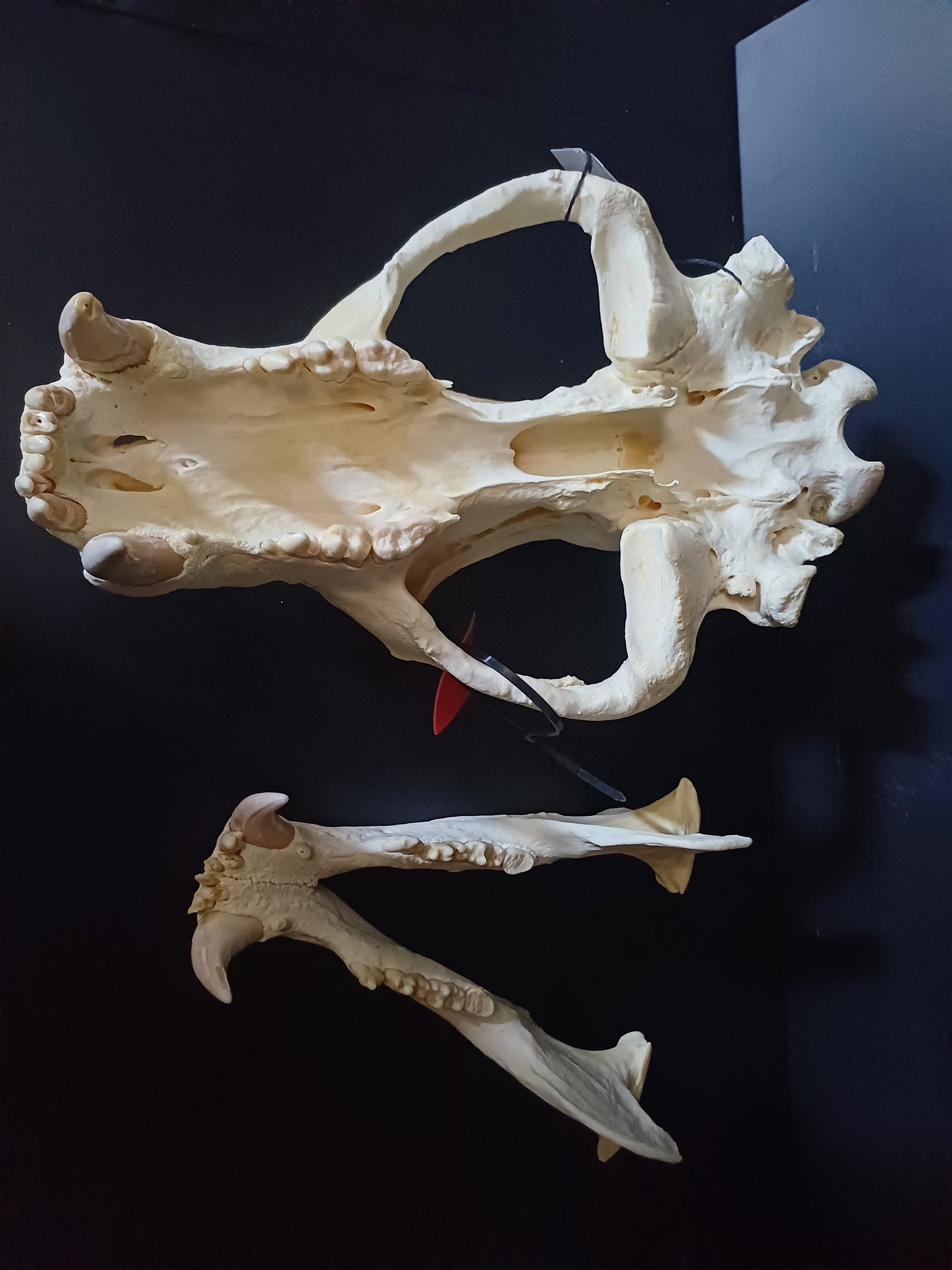 XL polar bear skull (CITES)