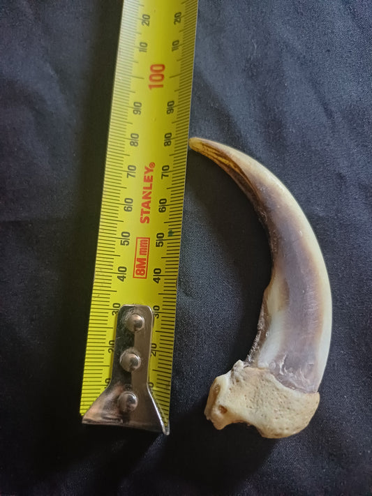 XL Grizzly bear claw