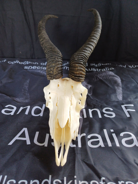 Male springbok skull