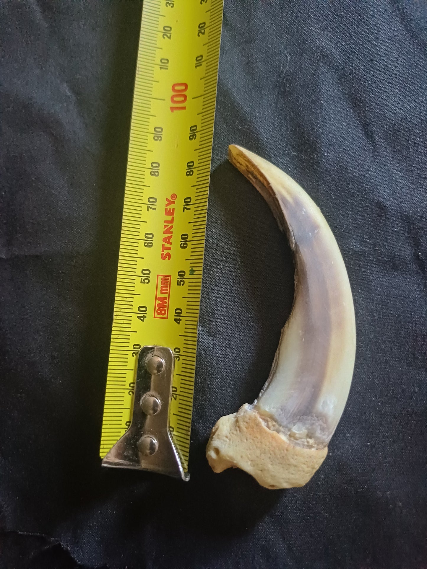 XL Grizzly bear claw
