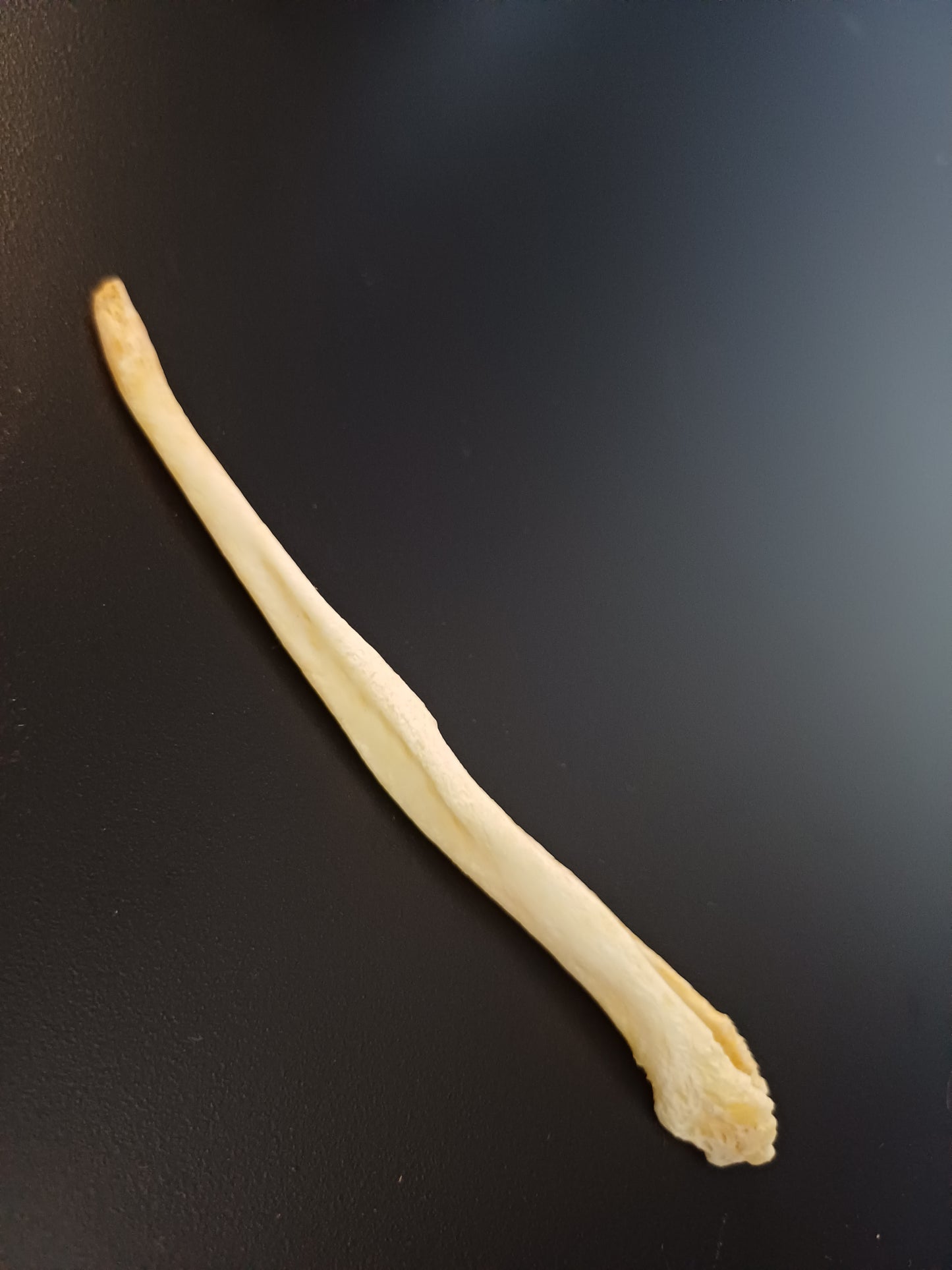 XL wolf baculum
