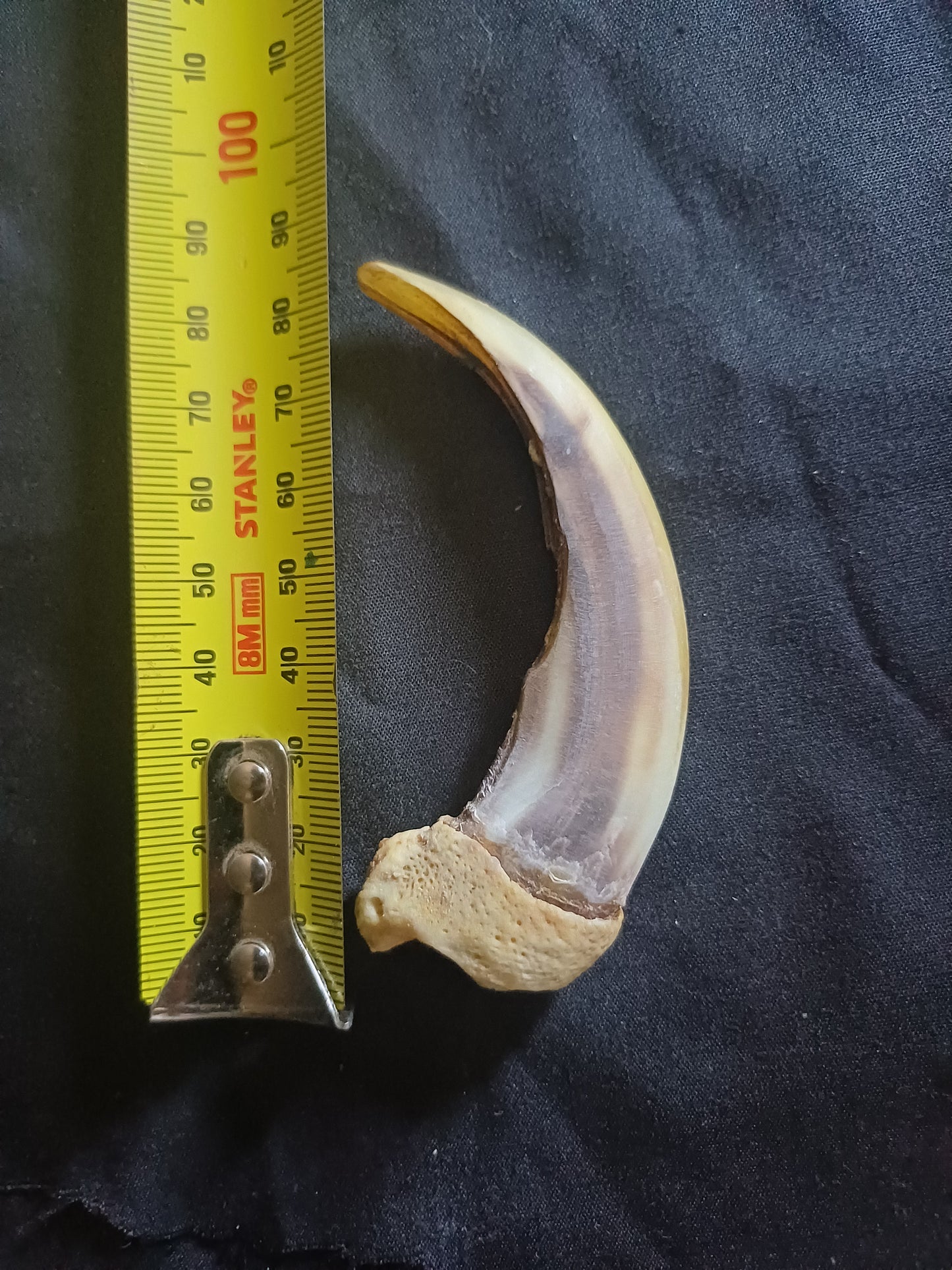 XL Grizzly bear claw