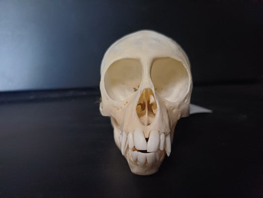 Vervet Monkey Skull - Female
