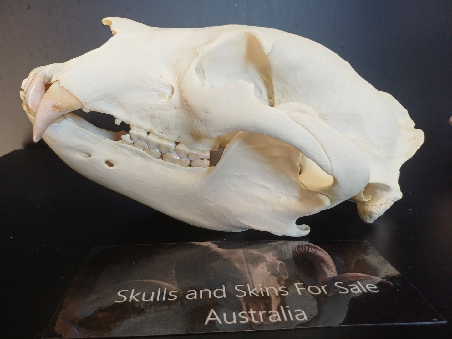 XL Black Bear skull