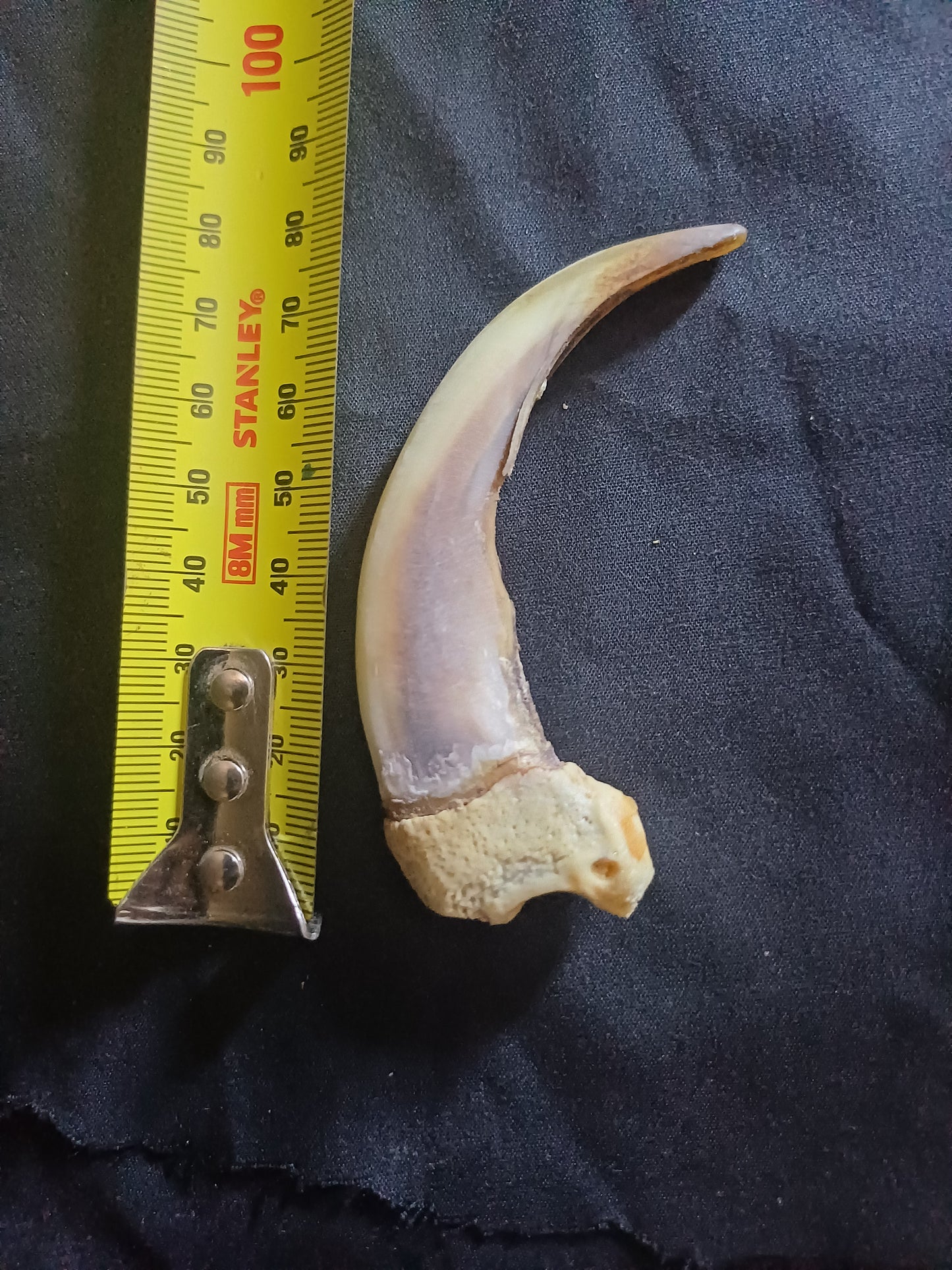 XL Grizzly bear claw