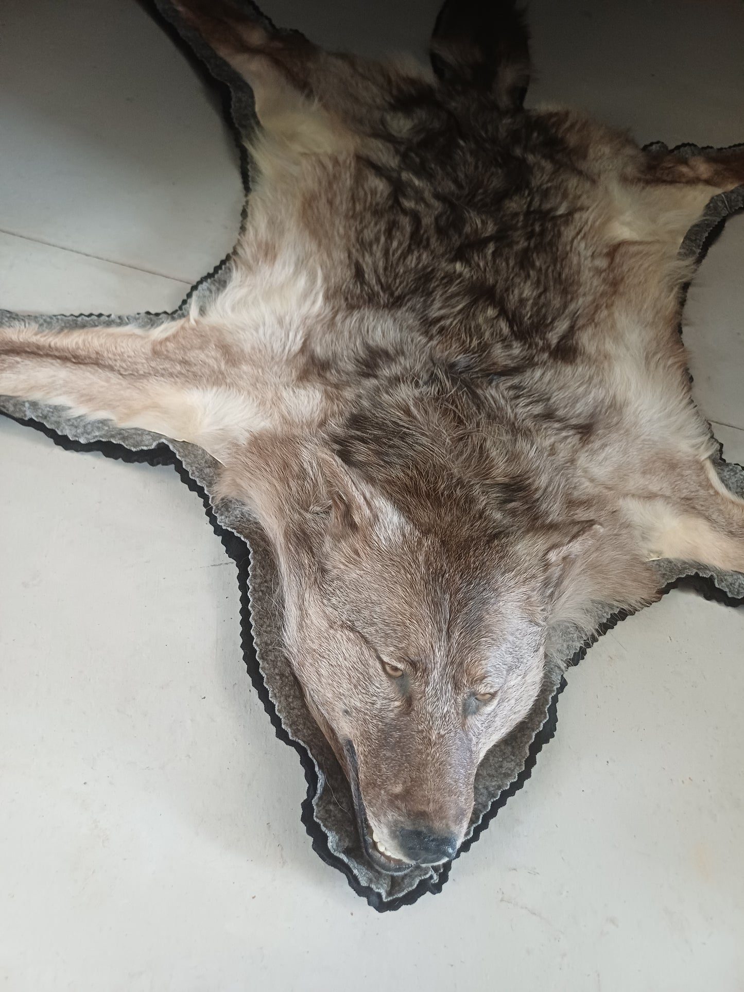 Wolf rug (CITES)