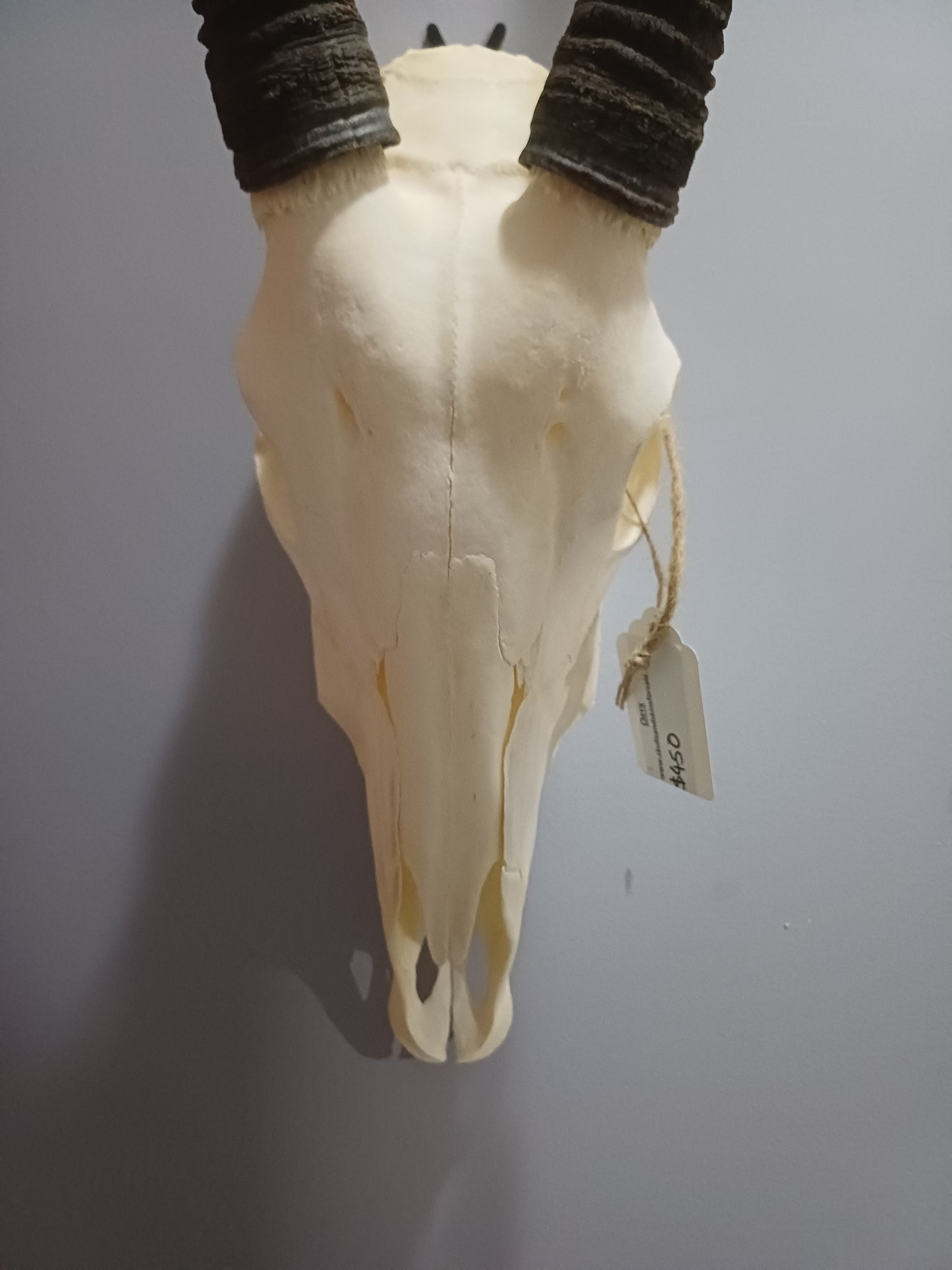 Oryx / Gemsbok skull