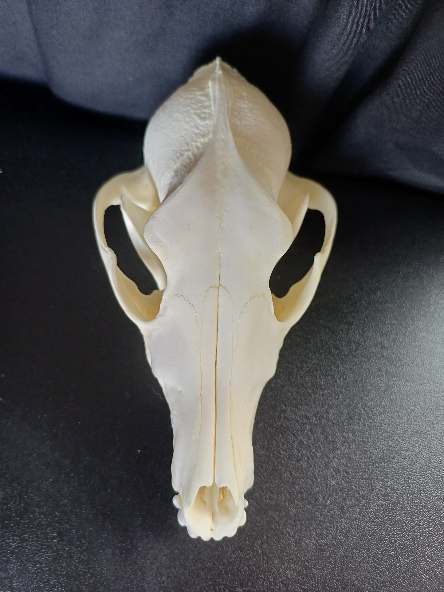 Large Black Backed Jackal Skull