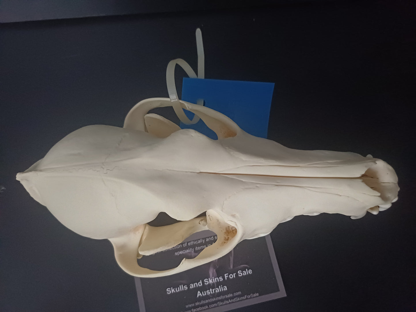 Coyote Skull