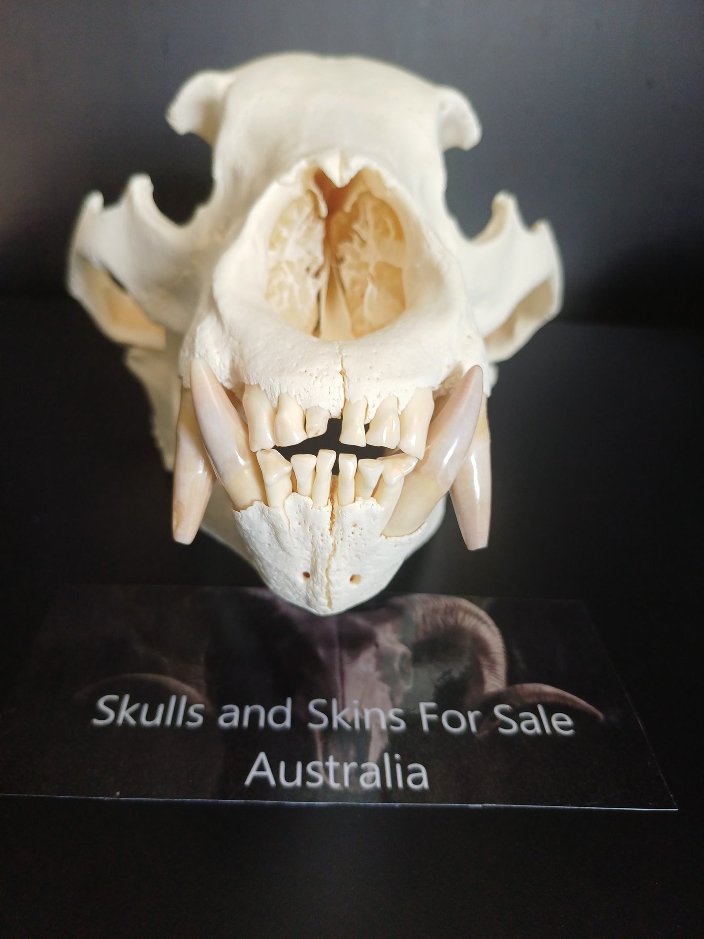 XXL Black Bear skull