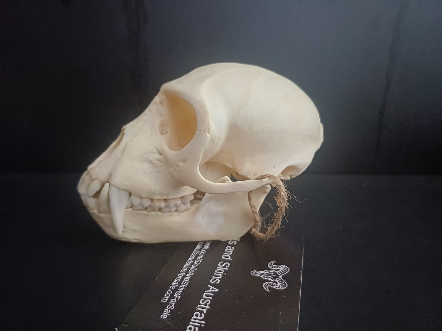 Vervet Monkey Skull - Male