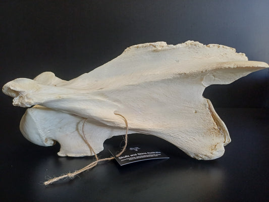 XL Giraffe Vertebrae (CITES permit inc)