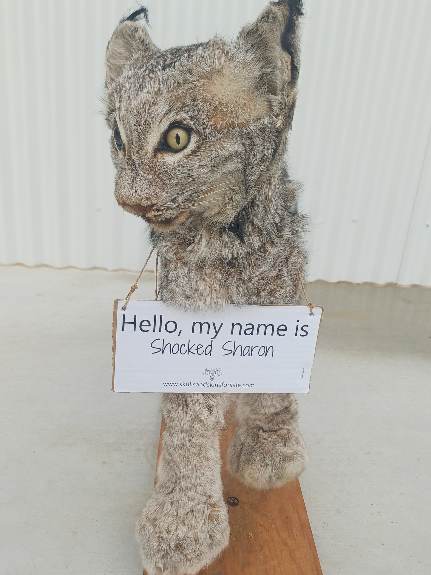 Lynx taxidermy mount (Shocked Sharon)