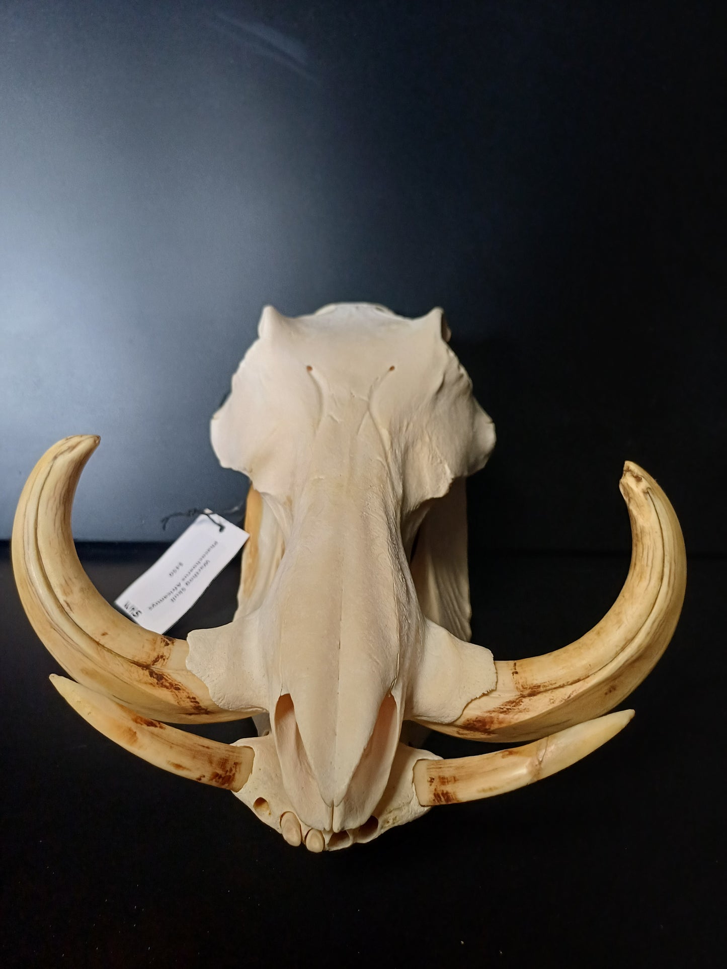 Warthog skull