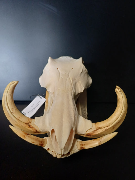 Warthog skull