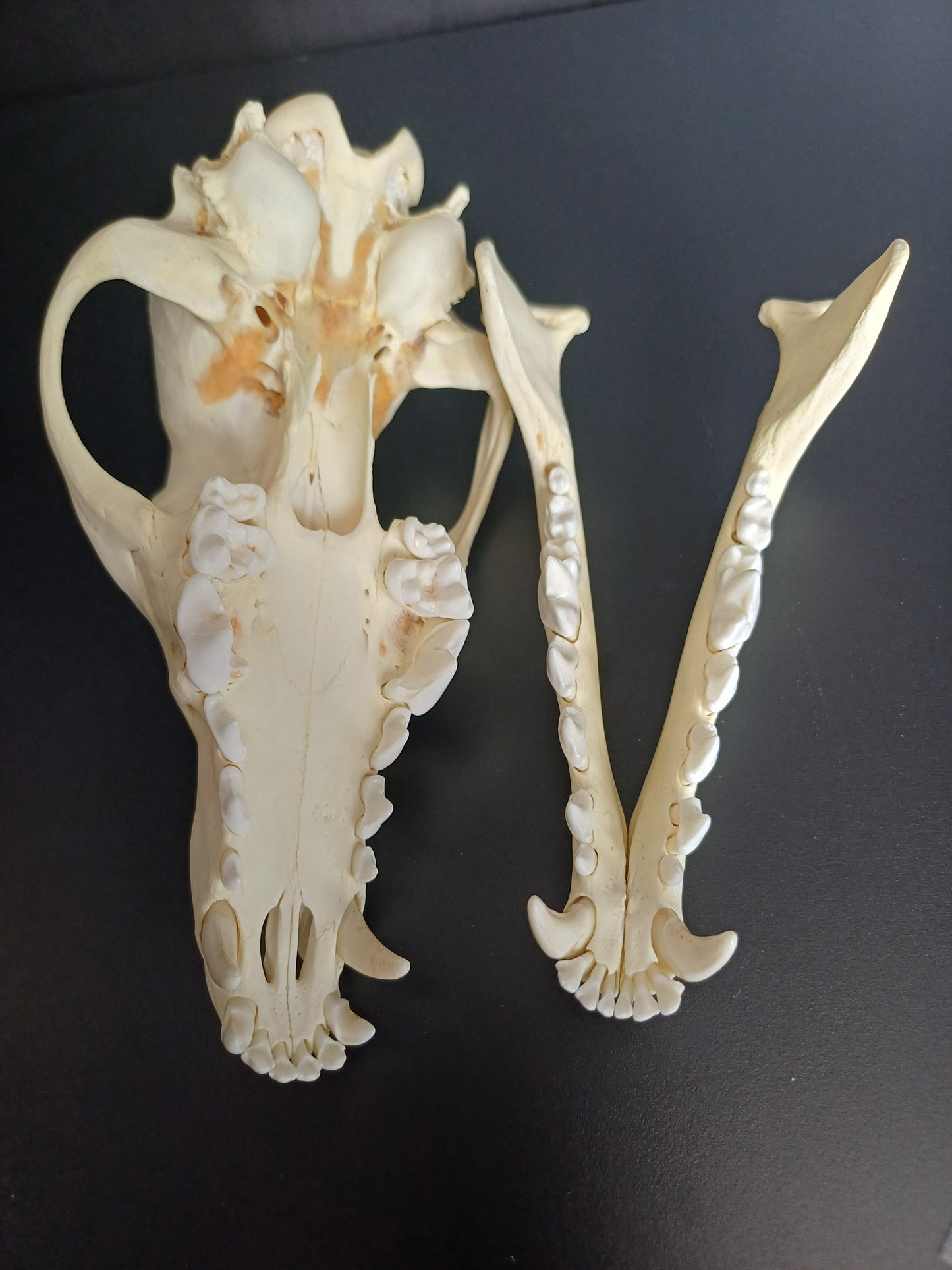 Coyote Skull