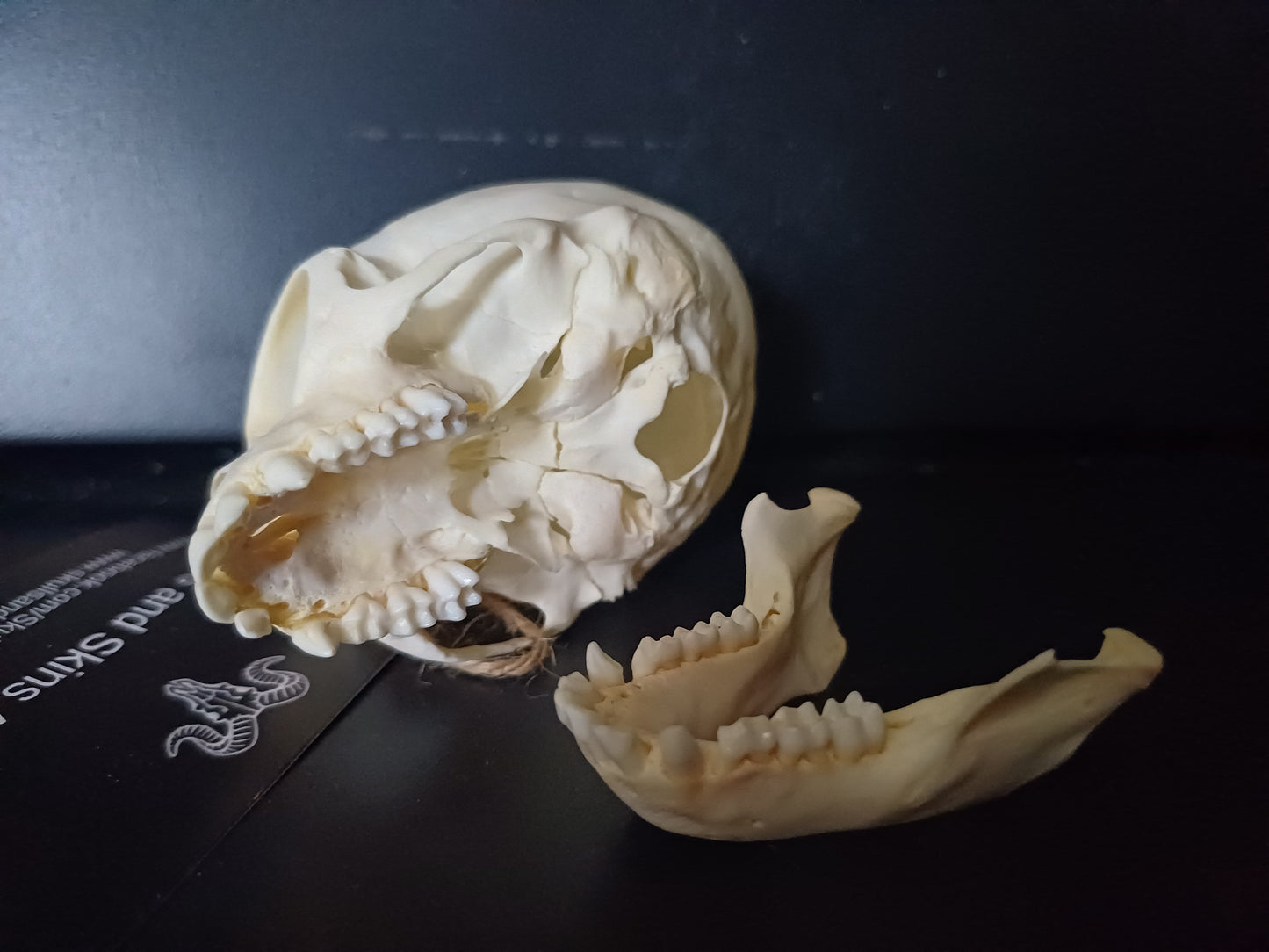Vervet Monkey Skull - sub-adult