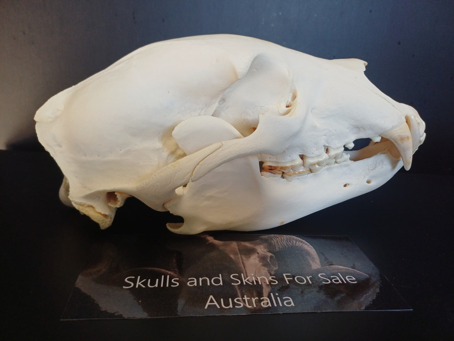 XL Black Bear skull